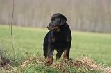 BEAUCERON - PUPPIES 414